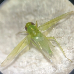 Empoasca affinis
